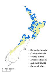 Diplazium australe distribution map based on databased records at AK, CHR & WELT.
 Image: K.Boardman © Landcare Research 2018 CC BY 4.0